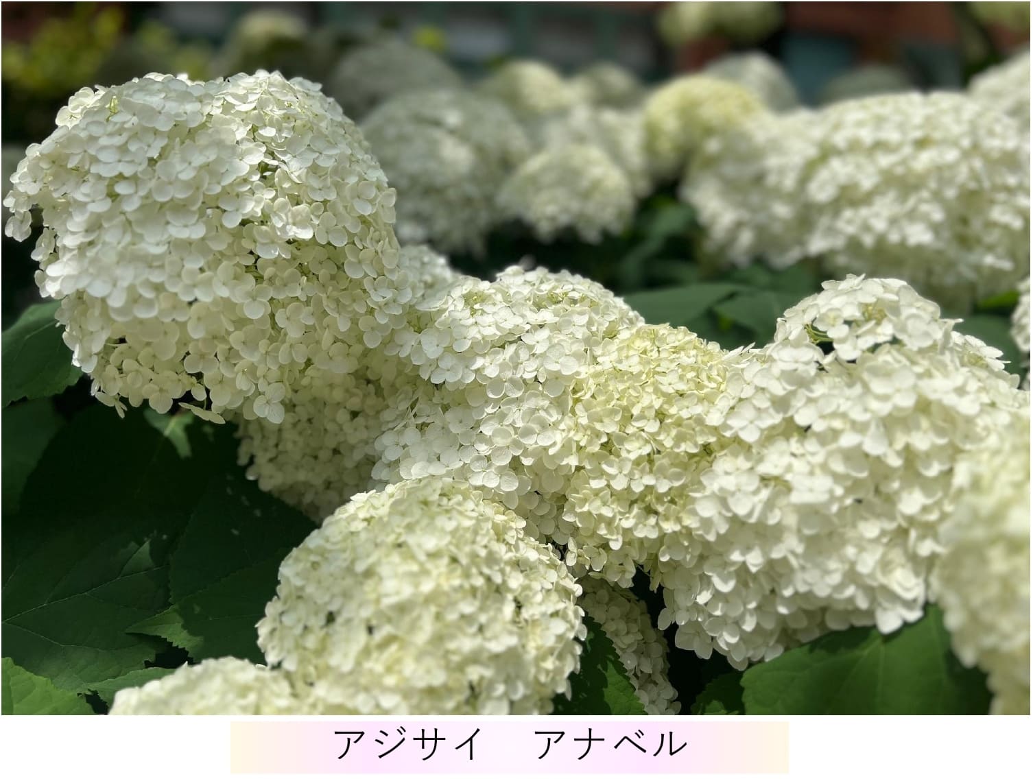 shop_img01